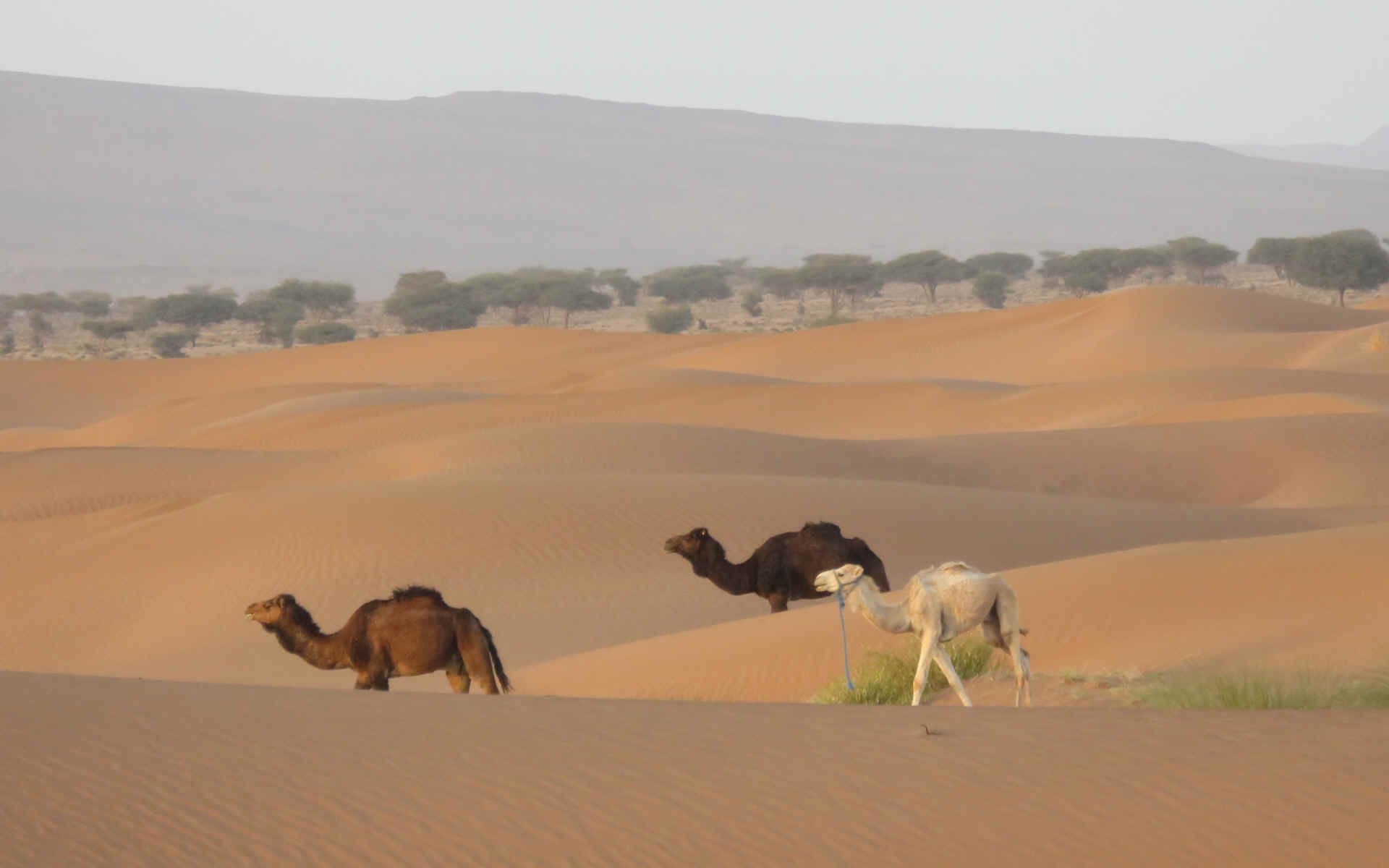 La vallée du Drâa