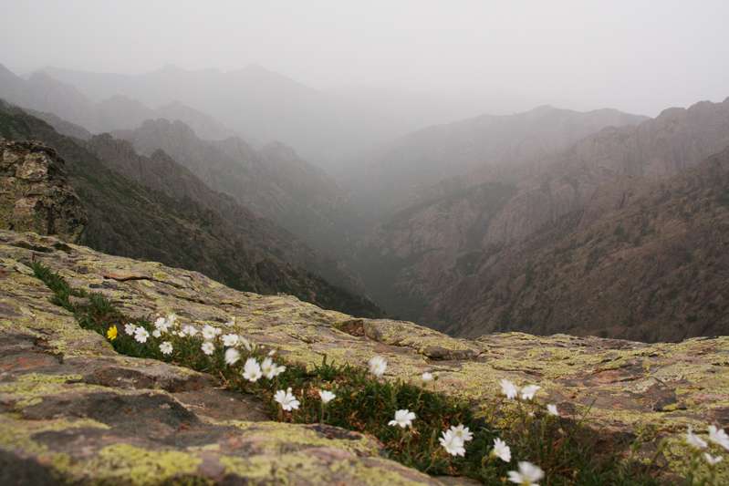 Carozzu - Ascu Stagnu